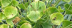 Care of the shrub Euphorbia characias or Mediterranean spurge.