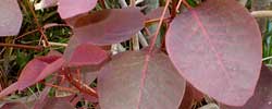 Care of the plant Euphorbia cotinifolia or Caribbean copper.