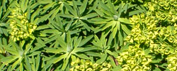 Cuidados del arbusto Euphorbia lambii o Tabaiba salvaje.