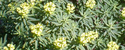 Care of the shrub Euphorbia regis-jubae or King Juba's Euphorbia.