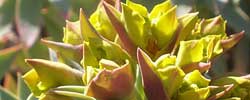 Care of the plant Euphorbia rigida or Silver Spurge.