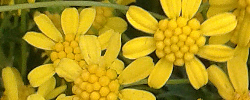 Cuidados de la planta Euryops virgineus o Euryops miel.