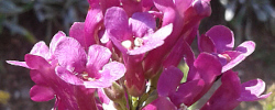 Cuidados de la planta Freylinia visseri o Arbusto de campanillas.