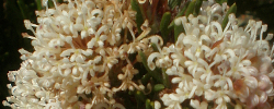 Care of the plant Grevillea crithmifolia or Grevillea.
