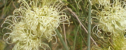 Care of the shrub Hakea leucoptera or Silver needlewood.
