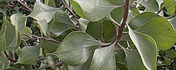 Cuidados de la planta Hakea petiolaris o Hakea erizo de mar.