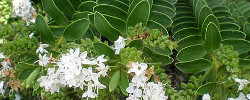 Care of the plant Hebe albicans or White hebe.