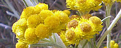 Care of the plant Helichrysum splendidum or Cape gold.