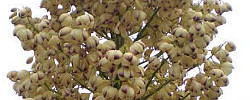 Cuidados de la planta Hesperoyucca whipplei o Yuca chaparral.