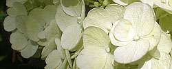 Care of the shrub Hydrangea paniculata or Panicled hydrangea.