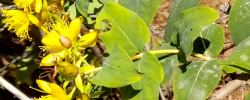 Care of the plant Hypericum grandifolium or Large-leaved Hypericum.