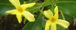 Care of the shrub Jasminum odoratissimum or Yellow Jasmine.