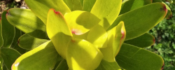 Care of the plant Leucadendron microcephalum or Oilbract conebush.