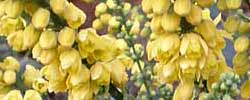 Cuidados del arbusto Mahonia aquifolium, Palo amarillo o Uva de Oregón.