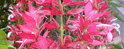 Care of the shrubs Megaskepasma erythrochlamys or Brazilian red-cloak.
