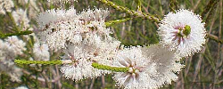 Care of the shrubs Melaleuca huegelii or Chenille honey-myrtle.