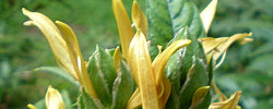 Care of the shrubs Metarungia longistrobus or Sunbird bush.