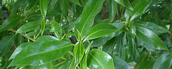 Care of the shrubs Myoporum acuminatum or Waterbush.