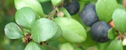 Cuidados de la planta Myrsine africana, Mirsine o Boj africano.