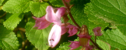 Cuidados de la planta Ocimum labiatum o Salvia rosa.