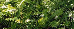 Care of the plant Onoclea sensibilis or Sensitive fern.
