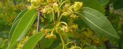 Care of the plant Paliurus spina-christi or Jerusalem thorn.