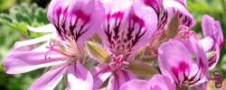 Care of the plant Pelargonium graveolens or Rose geranium.