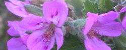 Care of the plant Pelargonium quercifolium or Oak-geranium.