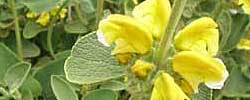 Care of the plant Phlomis fruticosa or Jerusalem sage.