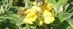 Care of the plant Phlomis viscosa or Viscid Jerusalem Sage.