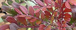 Care of the shrub Pistacia lentiscus or Lentisk.