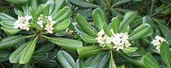 Care of the plant Pittosporum tobira or Japanese cheesewood.