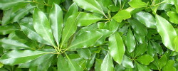 Care of the plant Pittosporum truncatum or Truncated pittosporum.