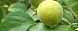 Care of the shrub Poncirus trifoliata or Hardy orange.
