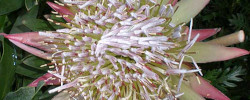 Care of the plant Protea cynaroides or King protea.