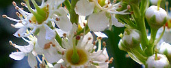 Care of the shrub Prunus laurocerasus or Cherry laurel.