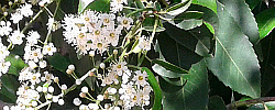 Care of the plant Prunus lusitanica or Portugal laurel.