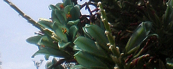 Care of the shrub Puya x berteroniana or Puya.