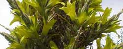 Cuidados del arbusto Puya chilensis o Chagual.