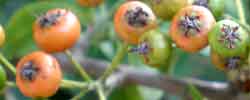 Cuidados de la planta Pyracantha coccinea o Espino de fuego.