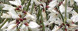 Cuidados de la planta Retama monosperma o Retama blanca.