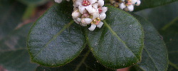 Care of the plant Rhus standleyi or Vara negra.