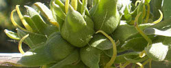 Care of the shrub Simmondsia chinensis or Jojoba.
