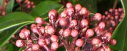 Cuidados de la planta Skimmia japonica o Esquimia.