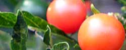 Care of the climbing plant Solanum pseudocapsicum or Jerusalem cherry.