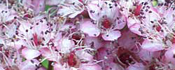 Care of the shrub Spiraea japonica or Japanese spiraea.