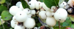Care of the shrub Symphoricarpos albus or Common snowberry.
