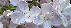 Cuidados del arbusto Syringa vulgaris, Lila o Lilo.