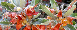 Care of the shrub Teucrium heterophyllum or Canary Teucrium.