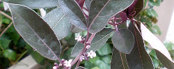 Care of the shrub Vitex trifolia Purpurea or Simpleleaf chastetree.